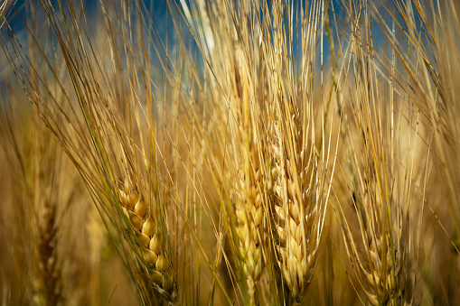 Close-up of golden long ears of barley