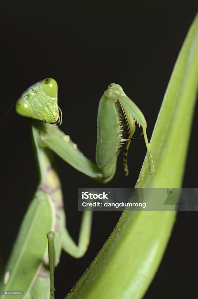 Mantis religiosa de hoja - Foto de stock de Animal libre de derechos