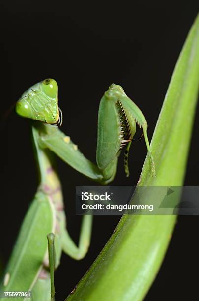 Louvaadeus Na Folha - Fotografias de stock e mais imagens de Animais caçando - Animais caçando, Animal, Antena - Parte do corpo animal