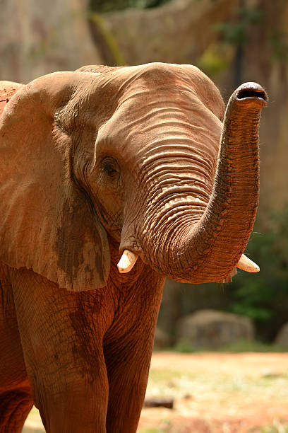 istock African elephant lift his nose 175597892