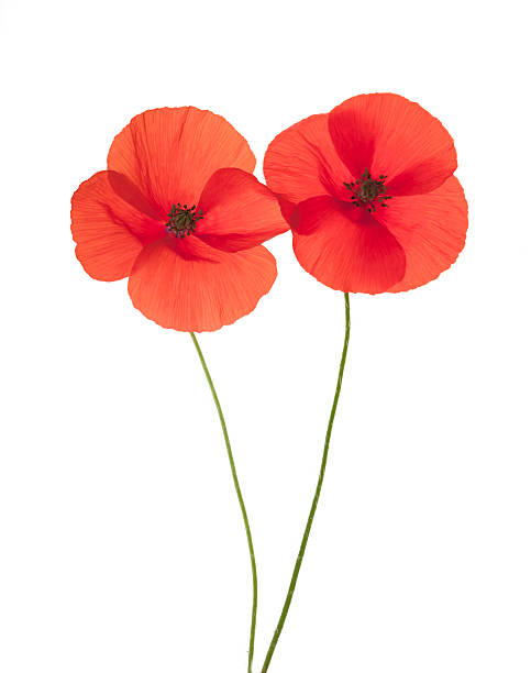 Rojo amapola silvestre (Papaver rhoeas). - foto de stock