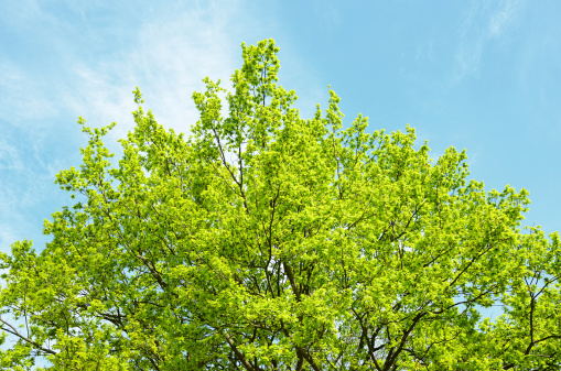 Oak tree treetop against blue sky early spring