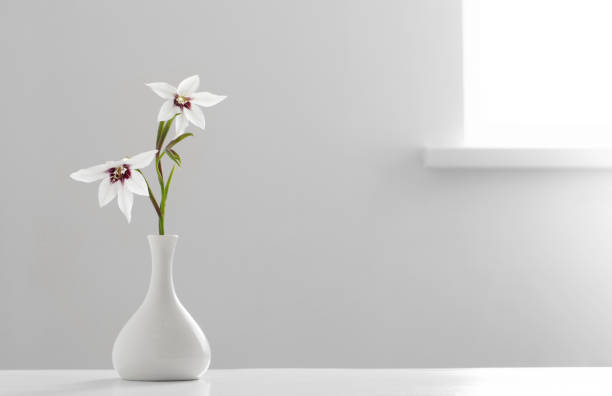 Gladiolus Muriel or acidanthera in white vase on white background