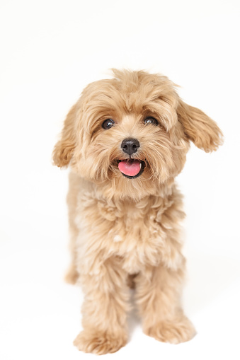 cute furry puppy on white background