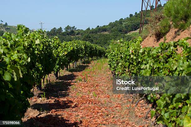 Dourotal Stockfoto und mehr Bilder von Douro - Douro, Fluss Douro, Portugal