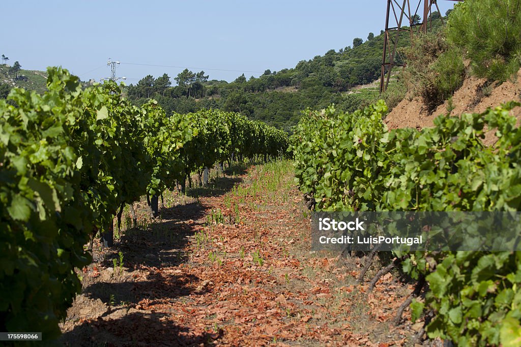 Vallée du Douro - Photo de Fleuve Douro libre de droits