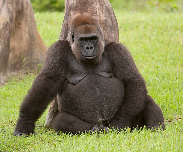 Portrait of two western lowland gorillas (Gorilla gorilla gorilla), mother and kid.