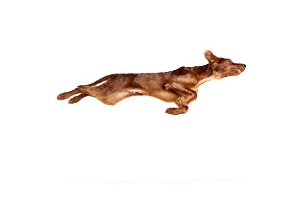 istock Purebred, active, brown dog, Irish red setter in motion, jumping, training isolated on white background 1755983529