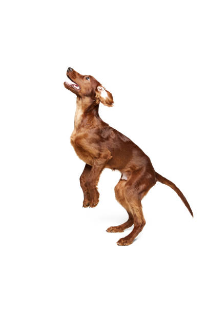 istock Purebred, active, brown dog, Irish red setter in motion, jumping, playing, training isolated on white background 1755983811