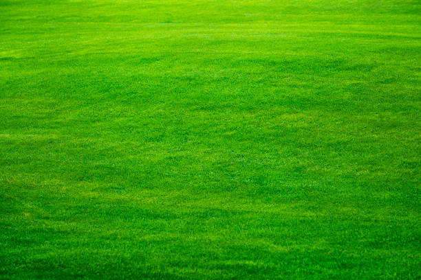 zielona trawa tło - grass area high angle view playing field grass zdjęcia i obrazy z banku zdjęć