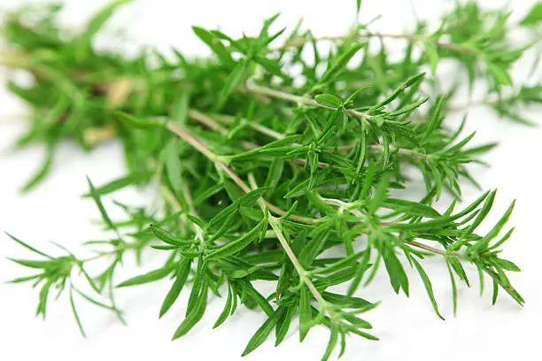 Summer Savory on white