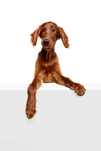 Funny, curious, adorable purebred dog, Irish red setter looking with interest isolated on white background. Concept of domestic animal, dogs, breed, beauty, vet, pet. Copy space for ad
