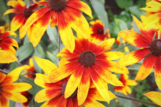 istock Blooming bright yellow coneflower. Echinacea, yellow coneflower or rudbeckia. Selective focus 1755985234
