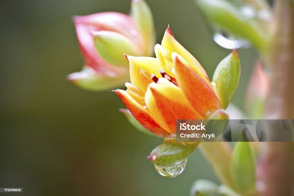 Echeveria in fiore cose fino - Foto stock royalty-free di Aeonium haworthii