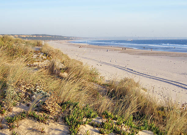 песчаная дюна на пляж atlanic на коста da caparica (португалия) - sea fig стоковые фото и изображения