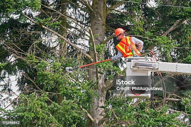 Contrato Trabalhador Aparar Árvore Ramos Do Poder Linhas - Fotografias de stock e mais imagens de Árvore