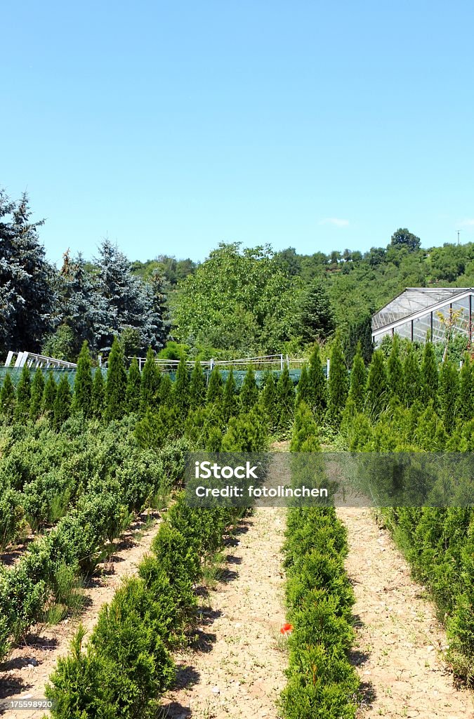 Thujaplants und buxus in einer Reihe - Lizenzfrei Buchsbaum Stock-Foto