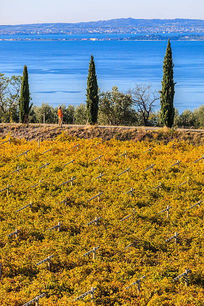 istock Vineyards Overlooking the Lake, Italy 175598944