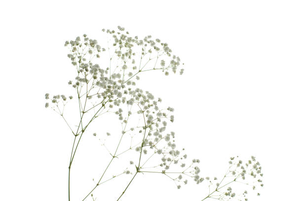 istock Winter dried flower isolated on white background 1755990418