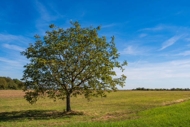 A tree in a field. Outdoor. Sky. Grass. Tree. Field