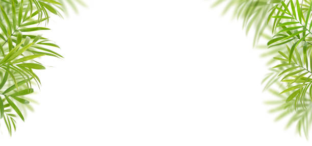 Green palm leaves border, tropical background