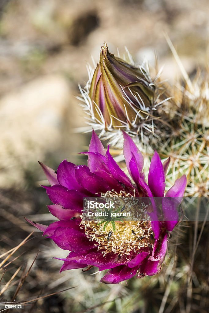 Strawberry Hedgehog Cactus - Zbiór zdjęć royalty-free (Bez ludzi)