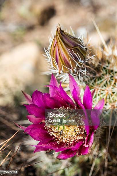 Strawberry Hedgehog Cactus - zdjęcia stockowe i więcej obrazów Bez ludzi - Bez ludzi, Cierń, Fotografika