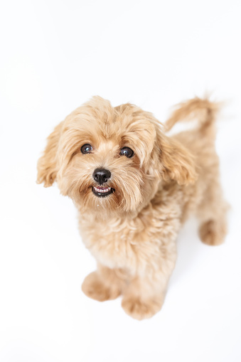 Cute Puppy standing on white background