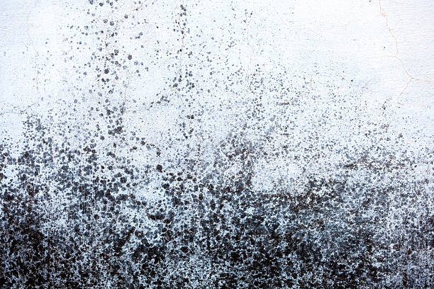 Moldy wall Mold stains on exterior wall. mildew stock pictures, royalty-free photos & images