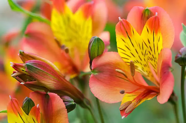 Peruvian lily, Alstroemeria cultivar, growing in greenhouse for cut flower trade. It is not a true lily.