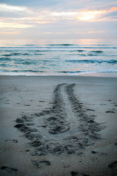 Tracks of a sea turtle that crawled onto the beach to lay her eggs just before dawn but then aborted the mission and made a u-turn back to sea. Human footprints also visible in sand. Location: Indialantic, Florida