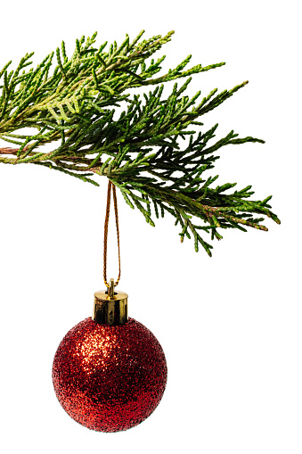 Red Christmas ball hanging from pine tree, isolated on white or transparent background cutout.
