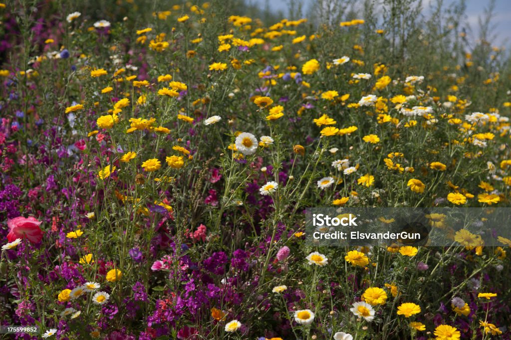 開花野生の花のフィールド - アウトフォーカスのロイヤリティフリーストックフォト