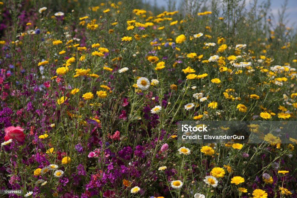 Rozkwiecony Dziki kwiat pole - Zbiór zdjęć royalty-free (Bez ludzi)