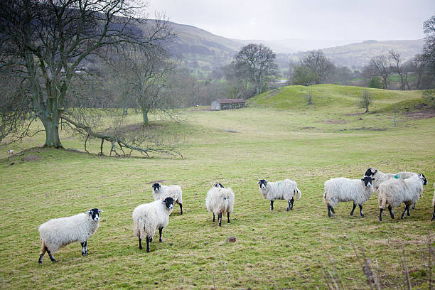 istock sheep in English countryside 175599956