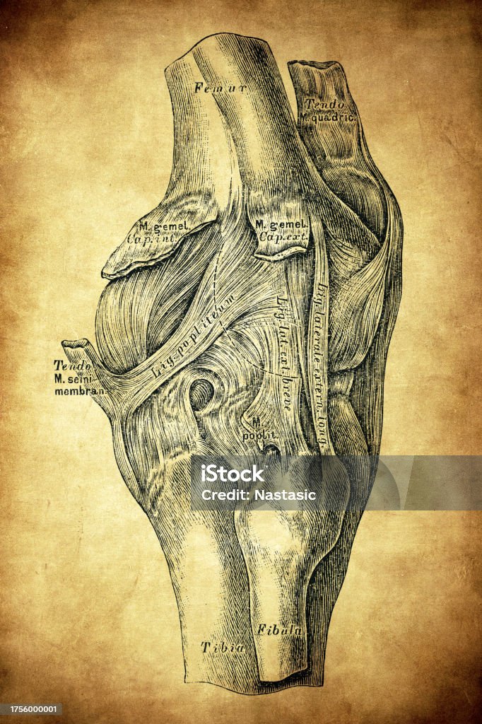 Knee Joint Stock Illustration Biology Diagrams