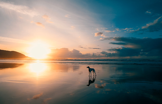 A lone dog on a beach in Devon UK at sunset