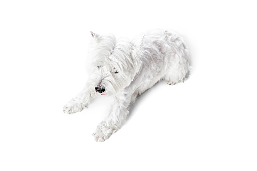 Top view of little, beautiful, calm dog, west highland white terrier lying on floor isolated on white studio background. Concept of animal, domestic, pet, doggie, vet, friend. Copy space for ad