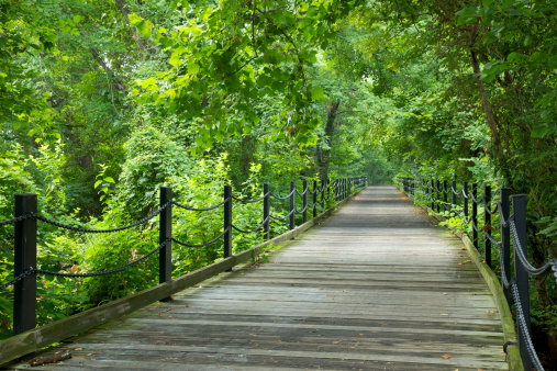 Green trees frame the footpath along the Potomac near Roosevelt Island in Washington DC.