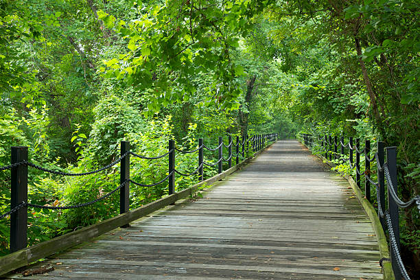 Green Trees along Footpath in Washington DC stock photo