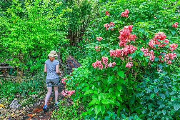 The Andromeda Gardens are the only botanic gardens on Barbados and boast over 600 plant species from around the world. Two self guided paths escort you through the flora and fauna of this tropical green paradise. Bathsheba, St. Joseph, Barbados.