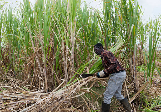 istock Man working in a sugar cane field 175600156