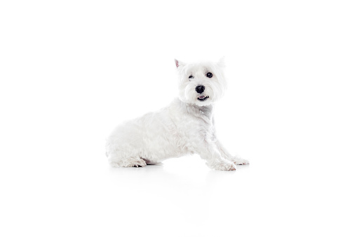 Happy, purebred, cute dog, west highland white terrier sitting isolated on white studio background. Concept of animal, domestic, pet, doggie, vet, friend. Copy space for ad