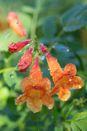 Beautiful flower in focus with dew drops