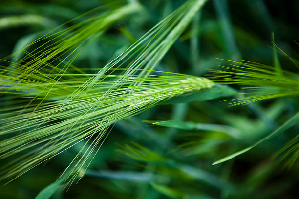 Green wheat field at windy weather close-up.