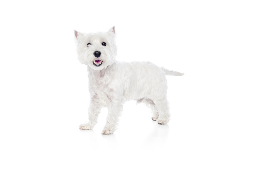 Happy, smiling, beautiful purebred dog, west highland white terrier standing isolated on white studio background. Concept of animal, domestic, pet, doggie, vet, friend. Copy space for ad