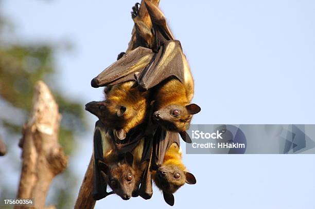 Foto de Alerta De Morcegos e mais fotos de stock de Morcego - Morcego, Voar, Animal