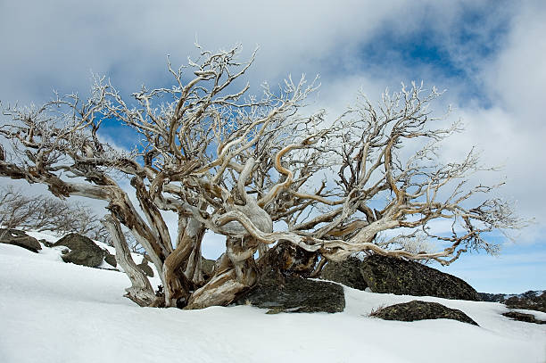 Knorrigen Snow Gum – Foto