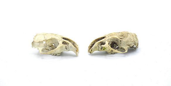rat mice or rodent old remains of skull bone found in the woods, isolated on white background side profile view showing sutures, large front teeth visible for chewing