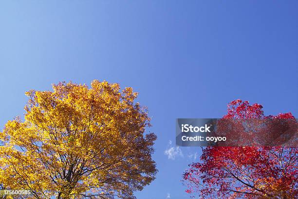 Árvores Autumnal - Fotografias de stock e mais imagens de Amarelo - Amarelo, Ao Ar Livre, Azul
